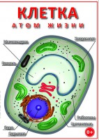 DVD "Клетка - "атом жизни" - fgospostavki.ru - Ялуторовск