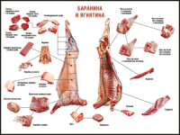Таблица "Правила разделки мясных туш. Баранина и ягнятина" (100х140 сантиметров, винил) - fgospostavki.ru - Ялуторовск