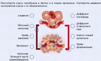 Интерактивные курсы. Биология 9 класс. Расширенный. - fgospostavki.ru - Ялуторовск