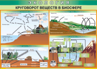 Таблица "Круговорот веществ в биосфере" (100х140 сантиметров, винил) - fgospostavki.ru - Ялуторовск