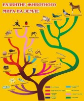 Стенд "Развитие животного мира на земле" - fgospostavki.ru - Ялуторовск