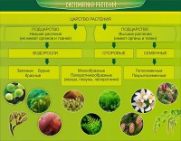 Стенд "Систематика растений" - fgospostavki.ru - Ялуторовск