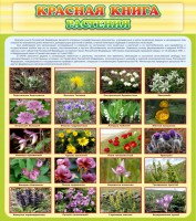Стенд "Красная книга - растения" - fgospostavki.ru - Ялуторовск