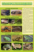 Стенд "Класс земноводные" - fgospostavki.ru - Ялуторовск