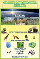 Стенд "Уровни организации живого" - fgospostavki.ru - Ялуторовск