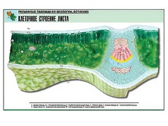 Рельефная таблица "Клеточное строение листа" (формат А1, матовое ламинирование) - fgospostavki.ru - Ялуторовск