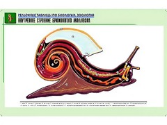 Рельефная таблица "Внутреннее строение брюхоногого моллюска" (формат А1, матовое ламинирование) - fgospostavki.ru - Ялуторовск