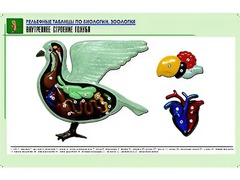 Рельефная таблица "Внутреннее строение голубя" (формат А1, матовое ламинирование) - fgospostavki.ru - Ялуторовск