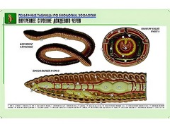 Рельефная таблица "Внутреннее строение дождевого червя" (формат А1, матовое ламинирование) - fgospostavki.ru - Ялуторовск
