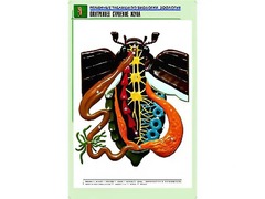 Рельефная таблица "Внутреннее строение жука" (формат А1, матовое ламинирование) - fgospostavki.ru - Ялуторовск