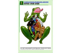 Рельефная таблица "Внутреннее строение лягушки" (формат А1, матовое ламинирование) - fgospostavki.ru - Ялуторовск