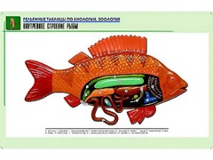 Рельефная таблица "Внутреннее строение рыбы" (формат А1, матовое ламинирование) - fgospostavki.ru - Ялуторовск