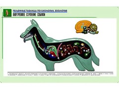 Рельефная таблица "Внутреннее строение собаки" (формат А1, матовое ламинирование) - fgospostavki.ru - Ялуторовск