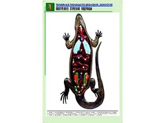 Рельефная таблица "Внутреннее строение ящерицы" (формат А1, матовое ламинирование) - fgospostavki.ru - Ялуторовск