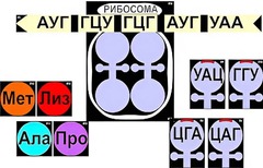 Модель-аппликация "Биосинтез белка" (ламинированная) - fgospostavki.ru - Ялуторовск