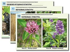 Гербарий фотографический "Сельскохозяйственные растения России" - fgospostavki.ru - Ялуторовск