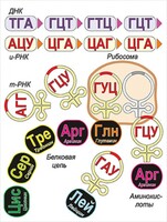 Модель-аппликация Биосинтез белка - fgospostavki.ru - Ялуторовск