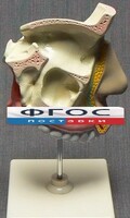 Модель "Разрез носоглотки" - fgospostavki.ru - Ялуторовск