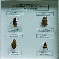 Коллекция энтомологическая "Представители отряда насекомых" - fgospostavki.ru - Ялуторовск