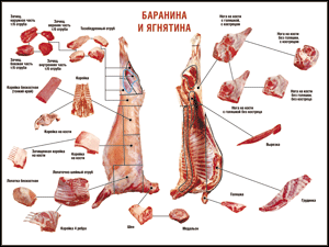 Таблица "Правила разделки мясных туш. Баранина и ягнятина" (100х140 сантиметров, винил) - fgospostavki.ru - Ялуторовск