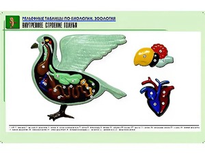 Рельефная таблица "Внутреннее строение голубя" (формат А1, матовое ламинирование) - fgospostavki.ru - Ялуторовск