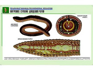Рельефная таблица "Внутреннее строение дождевого червя" (формат А1, матовое ламинирование) - fgospostavki.ru - Ялуторовск