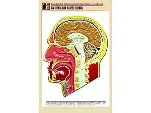 Рельефная таблица "Сагиттальный разрез головы" (формат А1, матовое ламинирование) - fgospostavki.ru - Ялуторовск