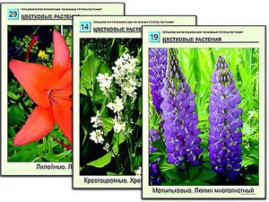 Гербарий фотографический "Основные группы растений" - fgospostavki.ru - Ялуторовск