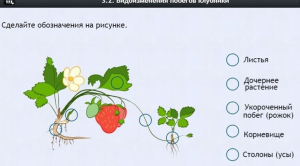 Интерактивные курсы. Биология 7 класс. Расширенный. - fgospostavki.ru - Ялуторовск