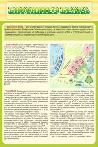 Стенд "Биосинтез белка" - fgospostavki.ru - Ялуторовск
