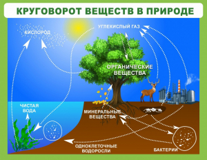 Стенд "Круговорот веществ" - fgospostavki.ru - Ялуторовск