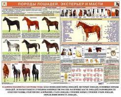 Комплект плакатов "Служебное коневодство" - fgospostavki.ru - Ялуторовск