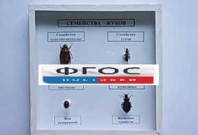 Коллекция "Семейство жуков" - fgospostavki.ru - Ялуторовск