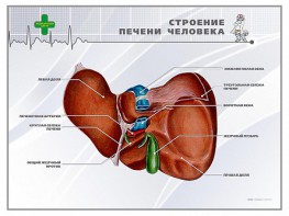 Стенд "Строение печени человека" - fgospostavki.ru - Ялуторовск