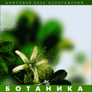 Ботаника. (Цифровая база изображений) - fgospostavki.ru - Ялуторовск