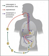Модель-аппликация Цикл развития аскариды - fgospostavki.ru - Ялуторовск