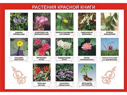 Таблица демонстрационная "Растения Красной книги" (винил 100*140) - fgospostavki.ru - Ялуторовск