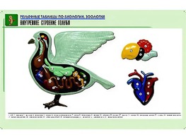 Рельефная таблица "Внутреннее строение голубя" (формат А1, матовое ламинирование) - fgospostavki.ru - Ялуторовск