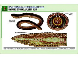 Рельефная таблица "Внутреннее строение дождевого червя" (формат А1, матовое ламинирование) - fgospostavki.ru - Ялуторовск