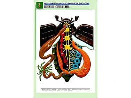 Рельефная таблица "Внутреннее строение жука" (формат А1, матовое ламинирование) - fgospostavki.ru - Ялуторовск