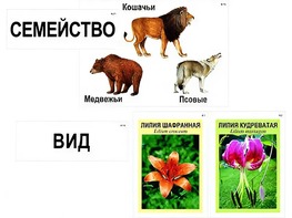 Модель-аппликация "Классификация растений и животных" (ламинированная) - fgospostavki.ru - Ялуторовск