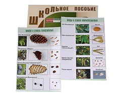 Коллекция "Шишки, плоды, семена деревьев и кустарников" - fgospostavki.ru - Ялуторовск