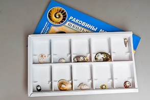 Коллекция "Раковины моллюсков" - fgospostavki.ru - Ялуторовск