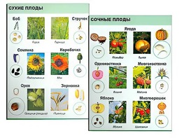 Коллекция "Семена и плоды" - fgospostavki.ru - Ялуторовск