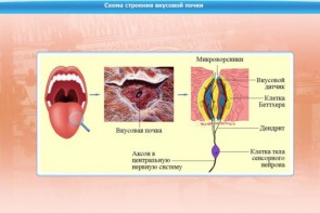 Интерактивные курсы. Биология 10 класс. Базовый. - fgospostavki.ru - Ялуторовск
