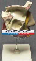 Модель "Разрез носоглотки" - fgospostavki.ru - Ялуторовск