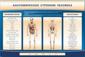 Электрифицированный стенд-тренажер c макетом скелета "Анатомическое строение человека" - fgospostavki.ru - Ялуторовск
