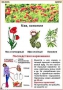 Комплект кодотранспарантов "Ядовитые растения" - fgospostavki.ru - Ялуторовск